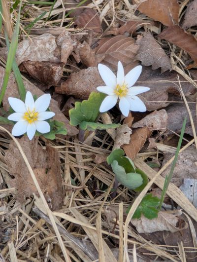 Spring Hike 07