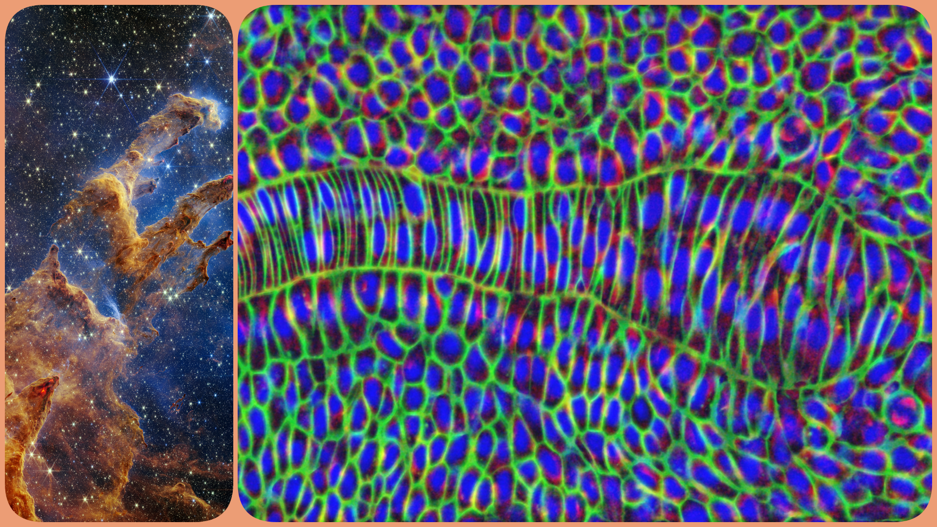 Physical biology of developing systems - Physical Biology of Developing ...